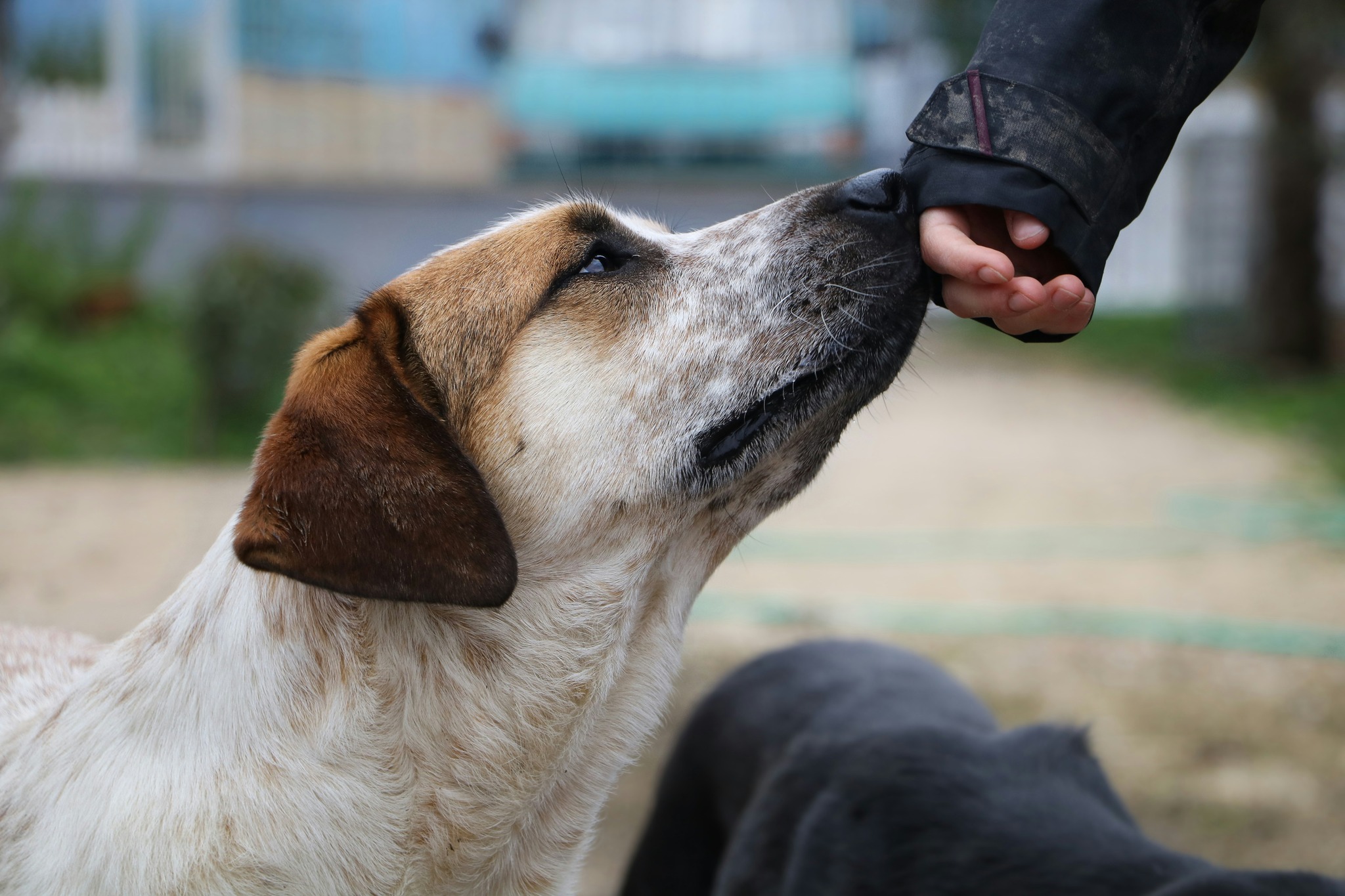 The National Food Agency is commencing the implementation of the 2026 Dog Overpopulation Management Program