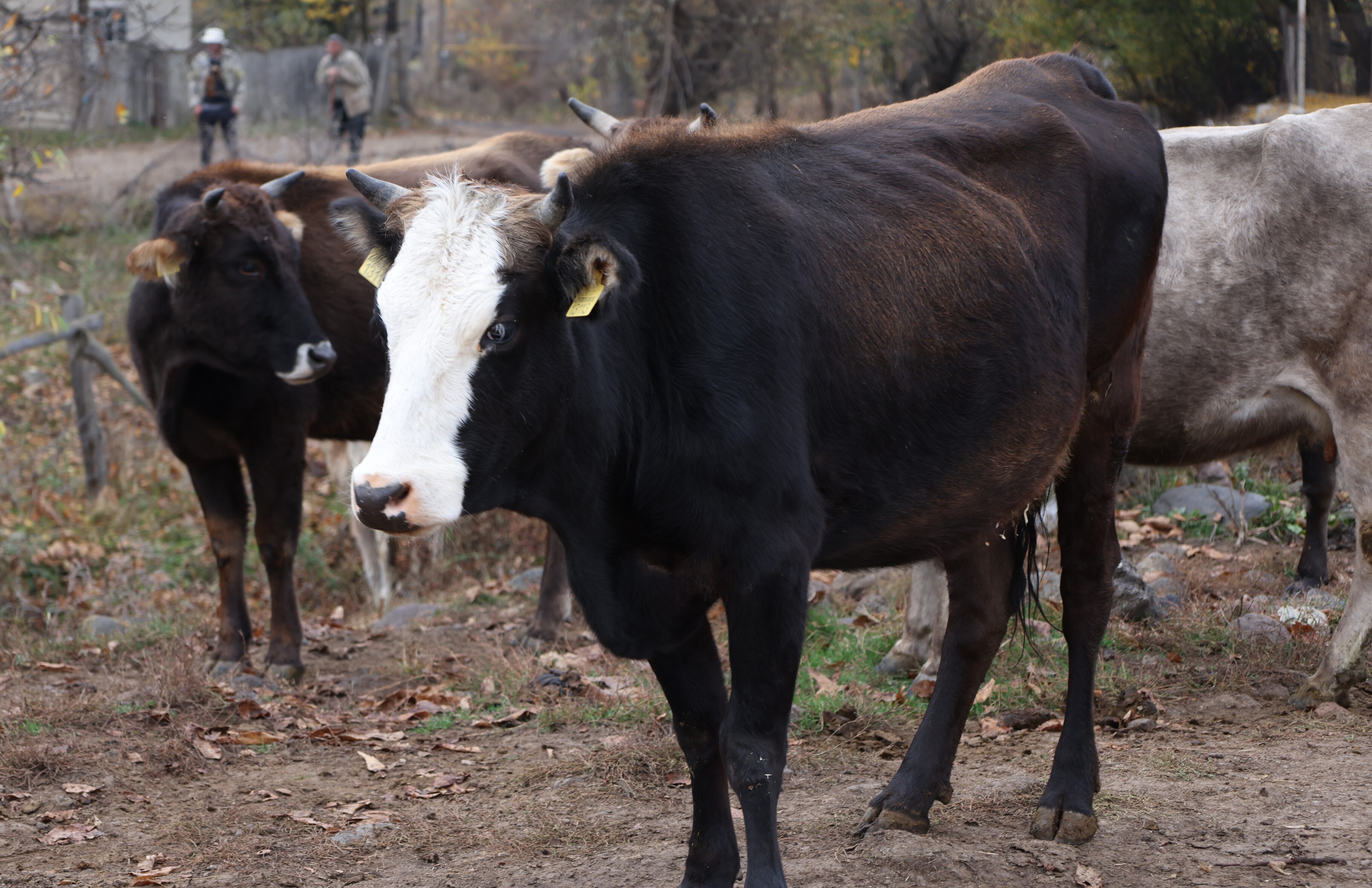 In case of death of an animal from anthrax, the owners will receive monetary compensation from the state