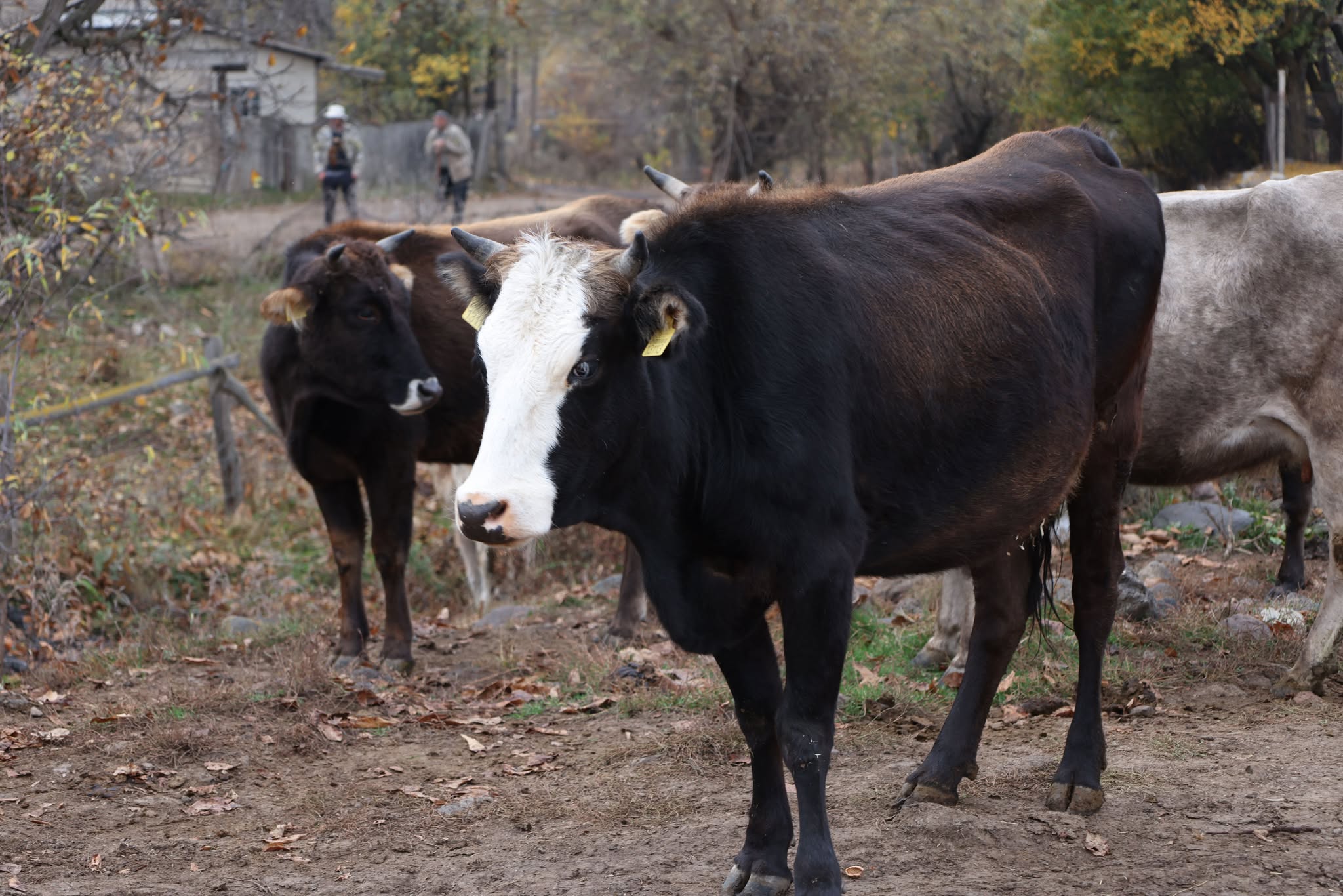 ცოფით მსხვილფეხა და წვრილფეხა (ცხვარი, თხა, ღორი) ცხოველის სიკვდილის შემთხვევაში, მეპატრონე კომპენსაციას მიიღებს