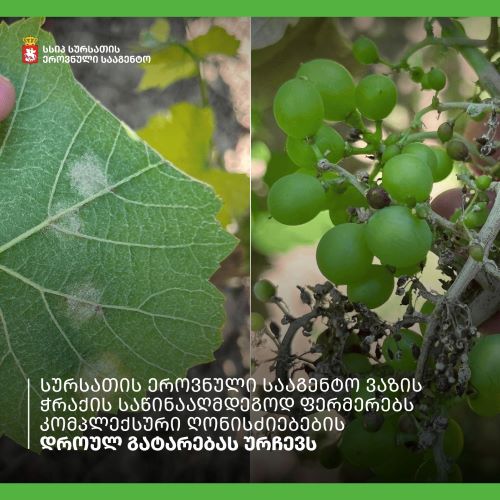 სურსათის ეროვნული სააგენტო ვაზის ჭრაქის საწინააღმდეგოდ ფერმერებს კომპლექსური ღონისძიებების დროულ გატარებას ურჩევს